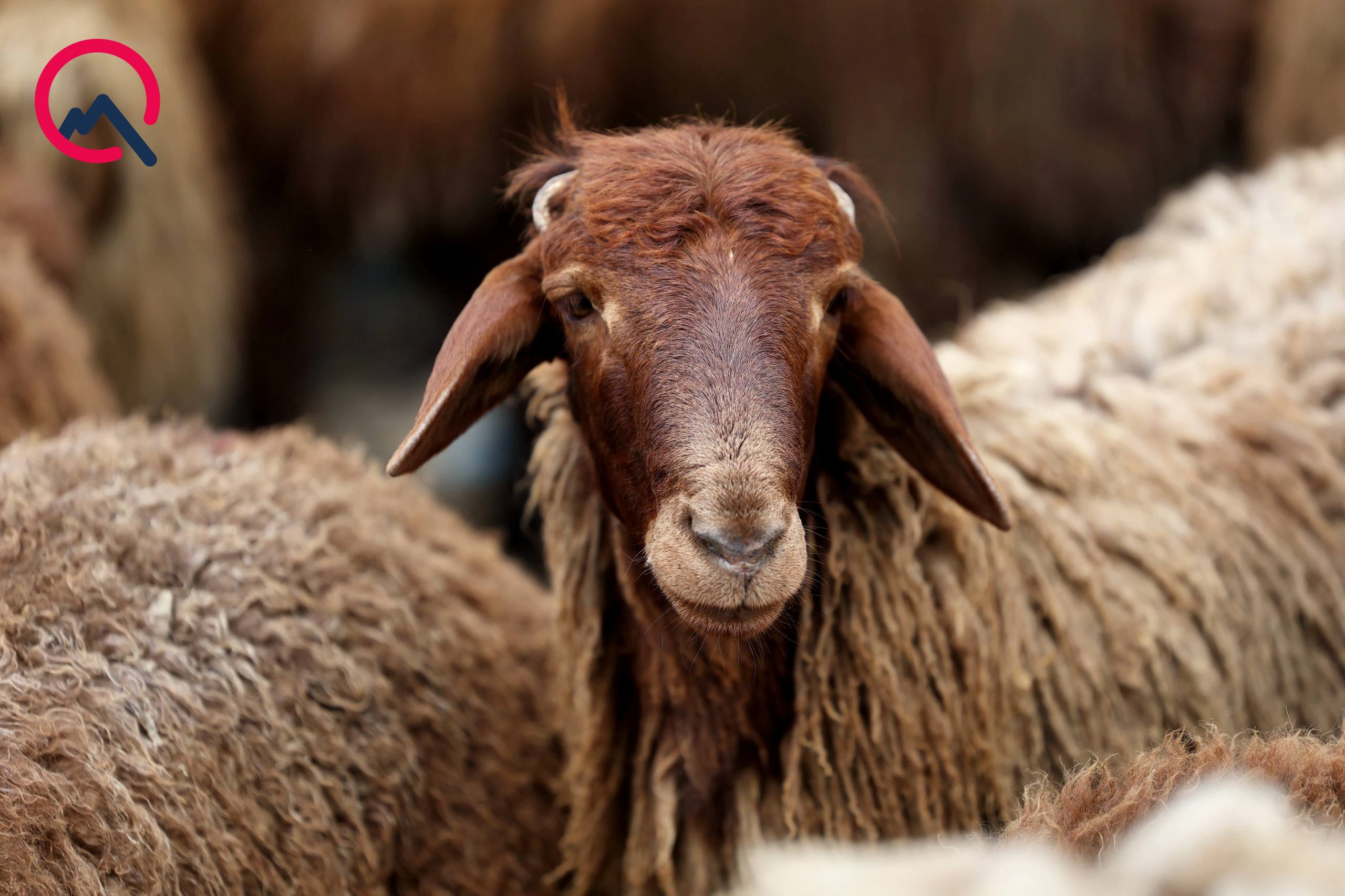 Günün qurbanları... - Fotolar