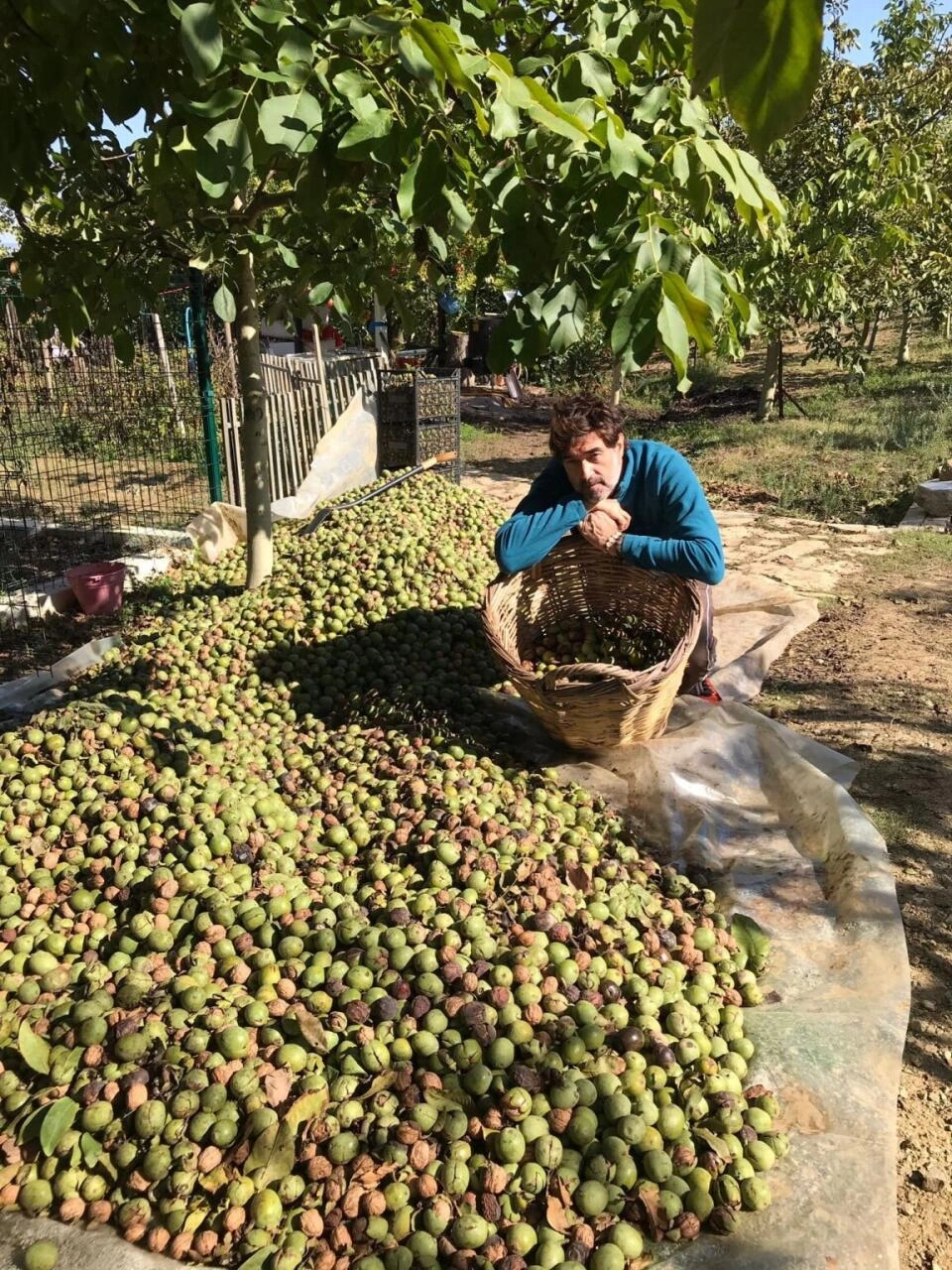 Şan-şöhrəti atıb qoz istehsalçısı oldu: Burak Hakkının kənd həyatı (Foto)
