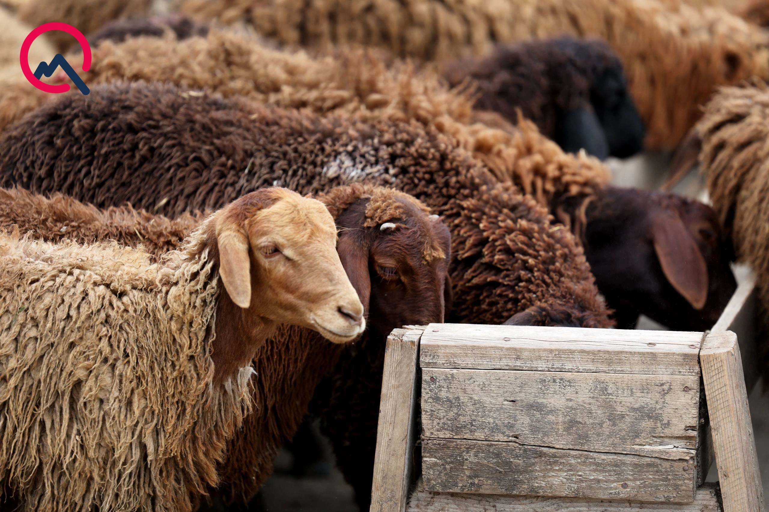 Günün qurbanları... - Fotolar