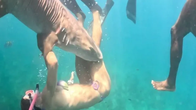 Köpəkbalığı fenomenin ayağını dişlədi - Hücum anı belə görüntüləndi - (Video)