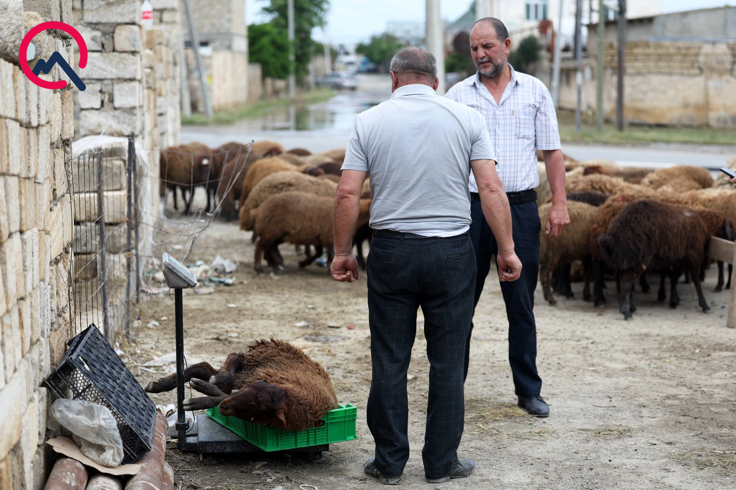 Günün qurbanları... - Fotolar