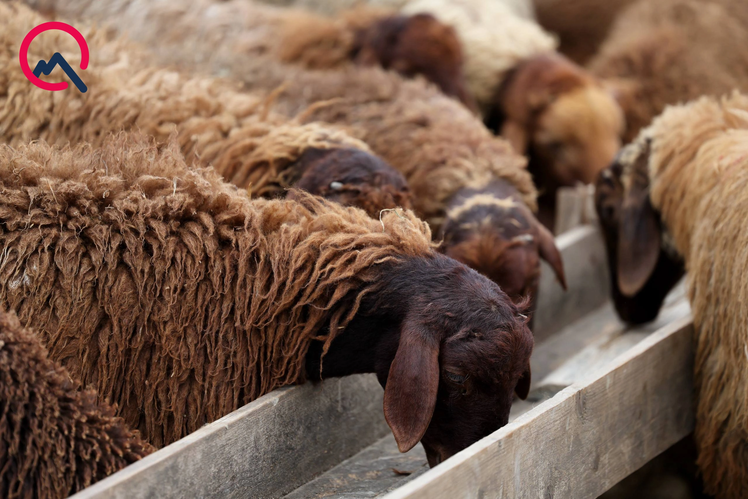 Günün qurbanları... - Fotolar